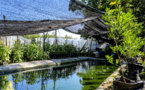 Nature based solutions make good business models