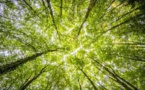 94% Americans believe trees are good for environment: Poll result