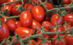 Land Betterment's Betterment Harvest Commences 2023 Harvest at JC Fresh Farms with Unprecedented Pricing