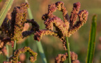 Lenovo’s smarter technology is transforming millet farming in India’s Kanthalloor