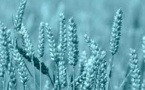 Net Zero Challenges in Food &amp; Beverage Sector: Insights from CGF Global Summit - A Podcast Recap