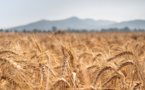 Climate Commitments Hub: Benchmarking and Enhancing Climate Performance in Agriculture