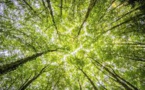 Sustainable Forestry and Climate Change Analysis: Long-Term Planning