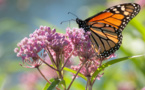 Conservation Efforts at Duke Energy: Protecting Pollinators and Enhancing Habitats