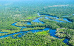 Arboredo Project: A Million Trees for Brazil’s Atlantic Rainforest