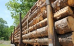 International Sustainable Forestry Coalition (ISFC) Formalizes Presence after COP28 with Global Leadership Appointments for 2024