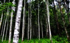 Apple’s forests growing initiative in China