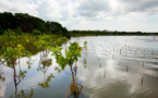 Transformative Mangrove Restoration: Unveiling Nature's Climate Change Defense with Global Experts