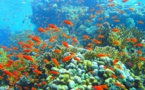 Grenada takes pro-active steps and rebuilds coral reefs