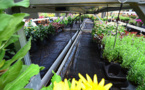 WaterPulse Irrigation Mat Replaces Walmart Associates