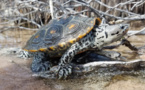 Protecting Diamondback Terrapins: Atlantic City Electric's Earth Month Initiative