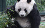 Seagate Conducts A Restoration, Conservation and Monitoring Project At China’s National Park To Protect The ‘Giant Panda Habitat’