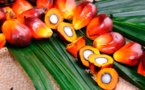 SPOTT, An Endeavour Of ZSL, ‘Au Secour’ To Better Inform The Stakeholders Of Palm Oil Industry