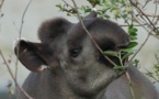 Extinction Of Large Animals Will Worsen The Climate Change Effects