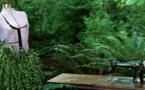 CanopyStyle And Fashion Industry Consciously Work To Clear Their Supply Chain Of Endangered Forest