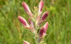 Conserving the American Chaffseed: Habitat Restoration in New Jersey's Transmission Corridors