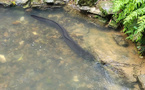Eel and Shad Migration Restored at Blewett Falls Dam