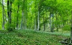 PotlatchDeltic 2024 Corporate Responsibility Report Highlights Sustainability and Impact