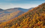 Innovations in Georgia Forestry: Industry Leaders Drive Sustainable Growth