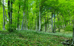 Sustainable Forestry and Conservation: PotlatchDeltic’s Innovative Approach
