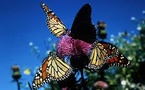 Covia and MJV Partner to Restore Pollinator Habitats in 2025