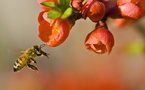 Sustainable Forestry and Pollinator Conservation at PotlatchDeltic