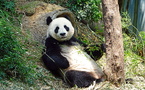 FedEx Supports Panda Conservation, Chimp Art Fundraiser &amp; Fossil Climate Research