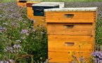 Bees, Ultrasound &amp; Innovation: How Michael Geng Merges Beekeeping with Engineering
