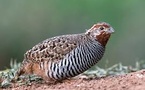 Quail Conservation at Dividing Creek: Restoring Habitat in New Jersey