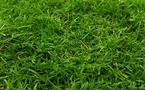 How Lawns Help You Breathe Easier: Turfgrass and Oxygen Production