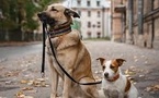 Lost Pets Reunited with AI: 250,000 Families Reconnected
