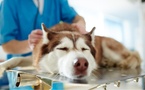 Skiptown Expands SkipOS Platform to Enhance Pet Care Services