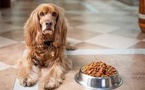 Global Dog Food Market to Reach USD 97.4 Billion by 2036