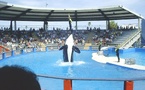 Miami Marine Stadium Referendum: Restoring a Historic Waterfront Landmark