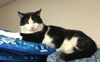 Knead Cats Wins Two 2026 Pet Innovation Awards