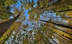 APEC Climate Trade and Carbon Governance Challenges