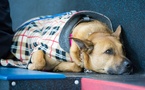 Elanco and Medical Mutts Give Rescue Dogs a Second Chance