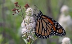 Georgia DOT Expands Monarch Butterfly Habitat
