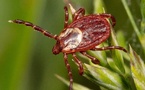 Elanco Tackles Year-Round Tick and Itch Season