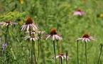 Cox and The Ray Create Pollinator Habitats Across Southeast